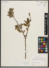 Foto von Salix appendiculata Vill.